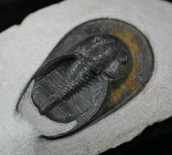 Mororccan Harpes (Scotoharpes) Trilobite - #26056